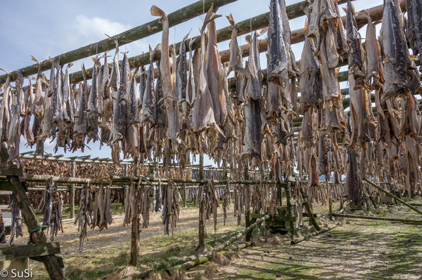 Trockenfisch Regale - Eine isländische Spezialität