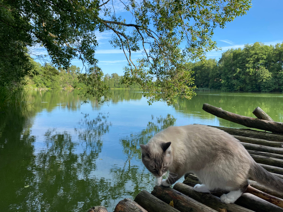 Sibirian Travel cat